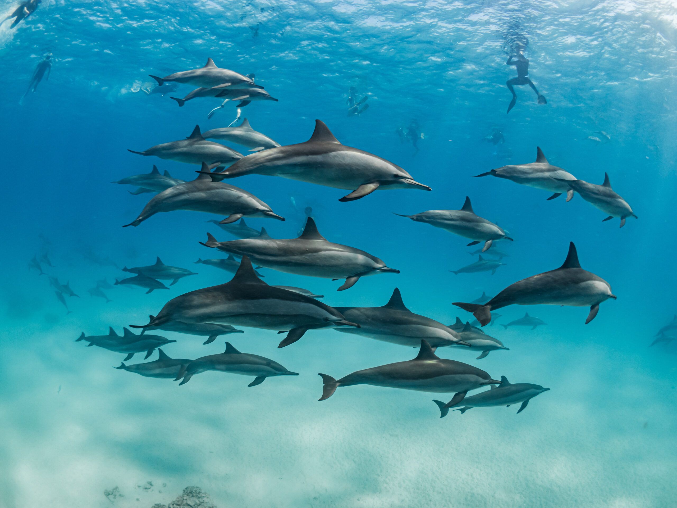 Delfine Schwimmen Unterwasserfotografie